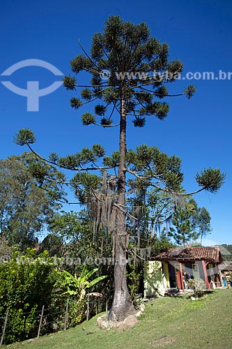  Araucária (Araucaria angustifolia) no Parque Estadual do Ibitipoca  - Lima Duarte - Minas Gerais (MG) - Brasil