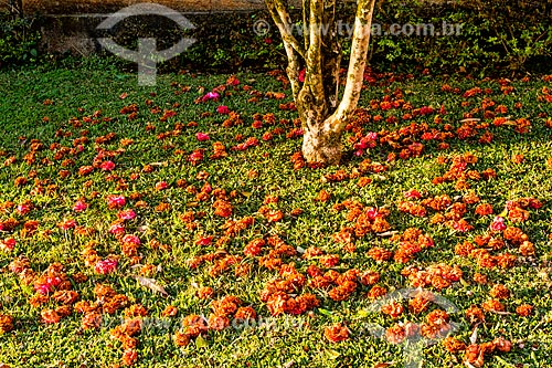  Detalhe de chão coberto por flores de camélia (Camellia japonica)  - Treze Tílias - Santa Catarina (SC) - Brasil