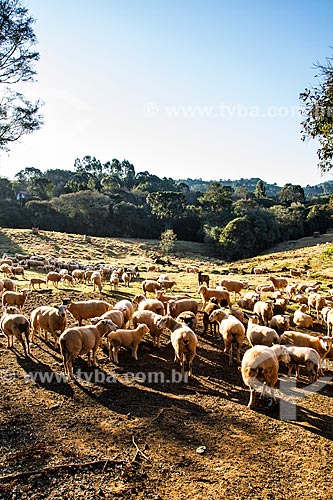  Criação de ovelha no distrito de Linha Babenberg  - Treze Tilias - Santa Catarina - Brazil
