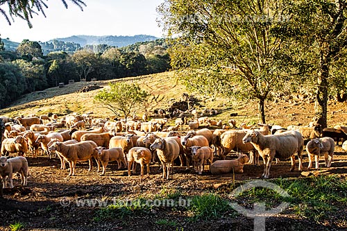  Criação de ovelha no distrito de Linha Babenberg  - Treze Tilias - Santa Catarina - Brazil