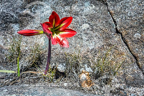  Detalhe de lírio vermelho (Knights star lily) na Parque Nacional de Itatiaia  - Itatiaia - Rio de Janeiro (RJ) - Brasil