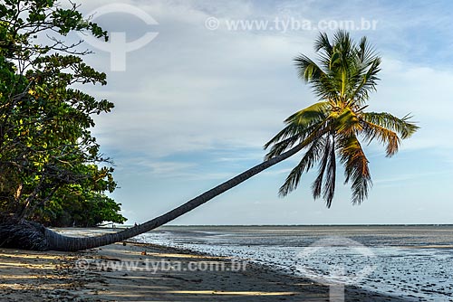  Vista de coqueiro na orla da Praia de Moreré  - Cairu - Bahia (BA) - Brasil