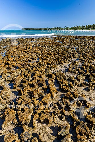  Vista de coral na orla da Praia de Bainema durante a maré baixa  - Cairu - Bahia (BA) - Brasil
