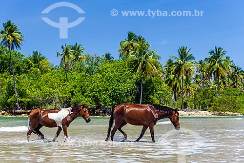  Cavalos tomando banho de mar na Praia da Cueira  - Cairu - Bahia (BA) - Brasil