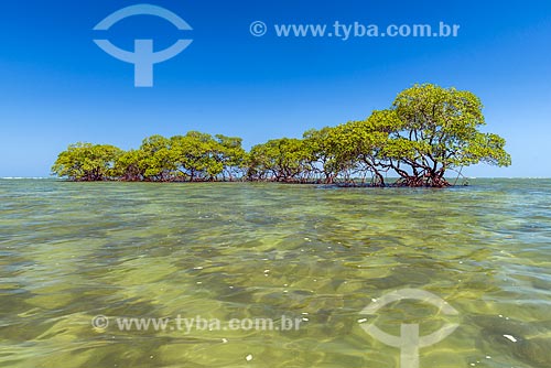  Árvores na orla da Ponta dos Castelhanos  - Cairu - Bahia (BA) - Brasil