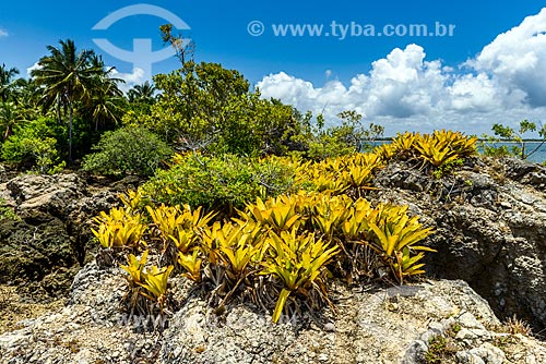  Bromélia na ilha da Pedra Furada  - Camamu - Bahia (BA) - Brasil