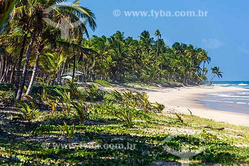  Vista da orla da Praia de taipús de fora  - Maraú - Bahia (BA) - Brasil