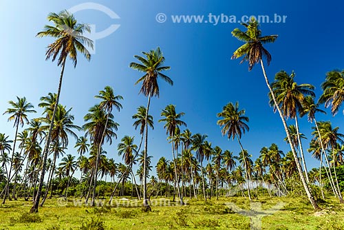  Coqueiros na orla da Praia de Garapuá  - Cairu - Bahia (BA) - Brasil