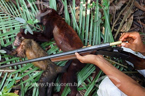  Detalhe de bugio (Alouatta caraya) - também conhecido como bugio-do-pantanal ou guariba - morto por caçadores ribeirinhos próximo à rodovia BR-174  - Amazonas (AM) - Brasil