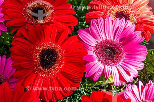  Detalhe de Gerberas à venda em floricultura na Rua General Glicério  - Rio de Janeiro - Rio de Janeiro (RJ) - Brasil