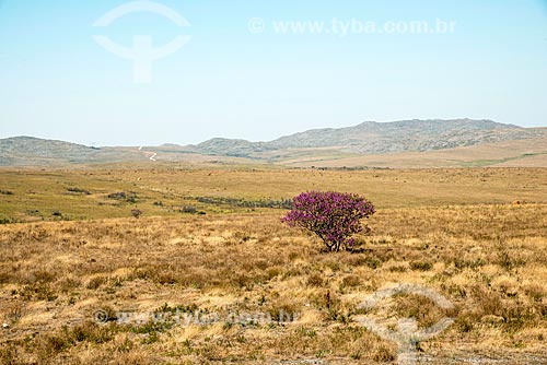  Campos de altitude no Parque Nacional da Serra da Canastra  - São Roque de Minas - Minas Gerais (MG) - Brasil