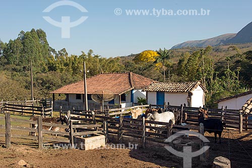  Gados em fazenda na zona rural da cidade de São Roque de Minas  - São Roque de Minas - Minas Gerais (MG) - Brasil