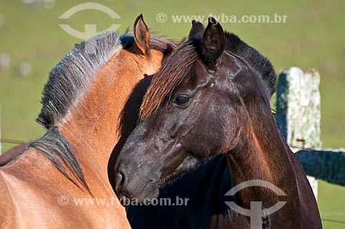  Detalhe de cavalos em fazenda  - São Francisco de Paula - Rio Grande do Sul (RS) - Brasil