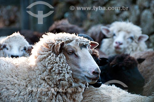  Detalhe de ovelha da raça crioula em fazenda  - São Francisco de Paula - Rio Grande do Sul (RS) - Brasil