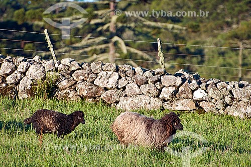  Rebanho de ovelhas da raça crioula em fazenda  - São Francisco de Paula - Rio Grande do Sul (RS) - Brasil