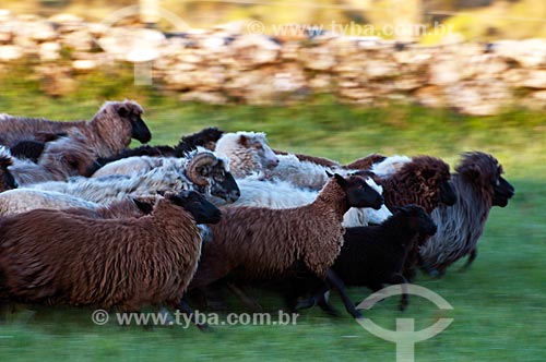 Rebanho de ovelhas da raça crioula em fazenda  - São Francisco de Paula - Rio Grande do Sul (RS) - Brasil