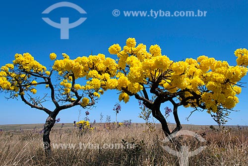  Vista de ipê-amarelo no Parque Nacional da Serra da Canastra  - São Roque de Minas - Minas Gerais (MG) - Brasil
