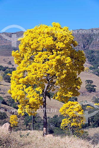  Detalhe de ipê-amarelo na zona rural da cidade de São Roque de Minas  - São Roque de Minas - Minas Gerais (MG) - Brasil