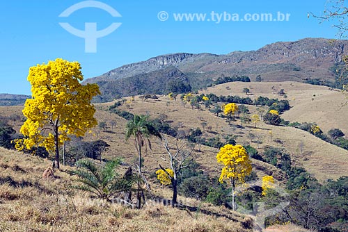  Ipês-Amarelo na zona rural da cidade de São Roque de Minas  - São Roque de Minas - Minas Gerais (MG) - Brasil