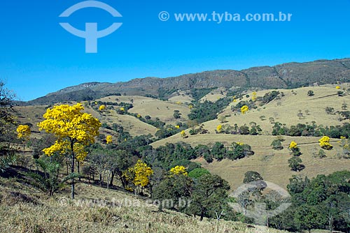  Ipê-Amarelo na zona rural da cidade de São Roque de Minas  - São Roque de Minas - Minas Gerais (MG) - Brasil