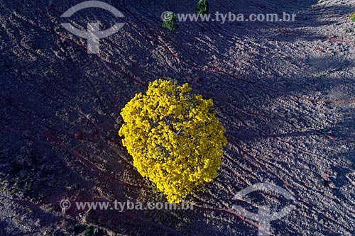  Foto feita com drone de Ipê-Amarelo na zona rural da cidade de São Roque de Minas  - São Roque de Minas - Minas Gerais (MG) - Brasil