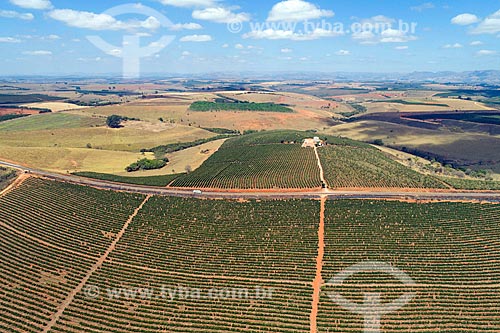  Foto feita com drone de plantação de café em meio à Rodovia MG-341  - São Roque de Minas - Minas Gerais (MG) - Brasil