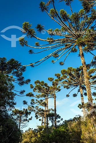  Detalhe de araucárias (Araucaria angustifolia) no Parque Nacional dos Aparados da Serra  - Cambará do Sul - Rio Grande do Sul (RS) - Brasil