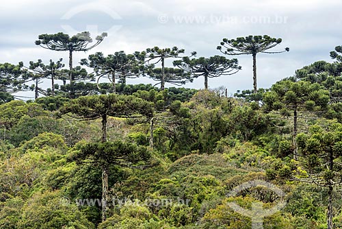  Vista de araucárias (Araucaria angustifolia) durante a trilha do vértice no Parque Nacional dos Aparados da Serra  - Cambará do Sul - Rio Grande do Sul (RS) - Brasil