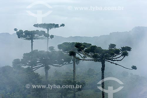  Araucárias (Araucaria angustifolia) em meio à neblina no Parque Nacional dos Aparados da Serra  - Cambará do Sul - Rio Grande do Sul (RS) - Brasil