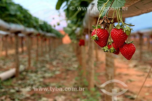  Detalhe de morangos ainda no morangueiro (Fragaria)  - Nova Friburgo - Rio de Janeiro (RJ) - Brasil
