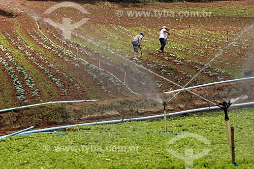  Plantação de hortaliças e verduras na zona rural da cidade de Nova Friburgo  - Nova Friburgo - Rio de Janeiro (RJ) - Brasil