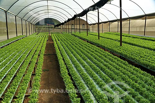 Plantação de coentro (Coriandrum sativum) em estufa  - Nova Friburgo - Rio de Janeiro (RJ) - Brasil