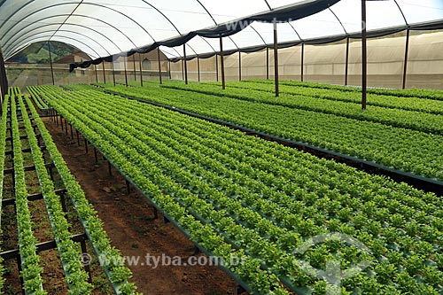  Plantação de coentro (Coriandrum sativum) em estufa  - Nova Friburgo - Rio de Janeiro (RJ) - Brasil