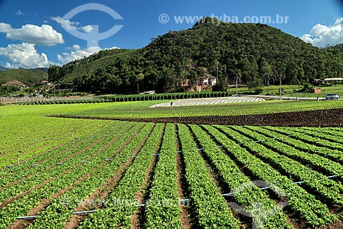  Plantação de hortaliças e verduras na zona rural da cidade de Nova Friburgo  - Nova Friburgo - Rio de Janeiro (RJ) - Brasil