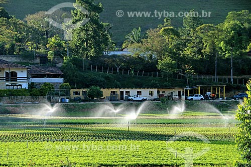  Plantação de hortaliças e verduras na zona rural da cidade de Teresópolis  - Teresópolis - Rio de Janeiro (RJ) - Brasil