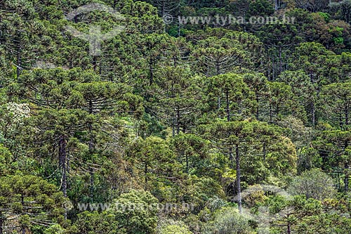  Vista de araucárias (Araucaria angustifolia)  - São José dos Ausentes - Rio Grande do Sul (RS) - Brasil