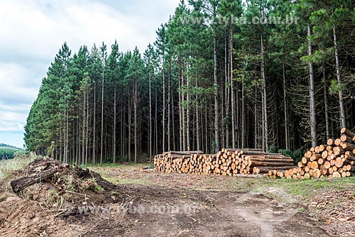  Pilha de troncos e plantação de pinheiros próximo à cidade de São José dos Ausentes  - São José dos Ausentes - Rio Grande do Sul (RS) - Brasil