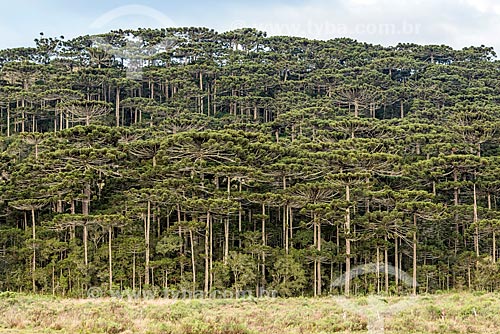  Vista de araucárias (Araucaria angustifolia) próximo à cidade de São José dos Ausentes  - São José dos Ausentes - Rio Grande do Sul (RS) - Brasil