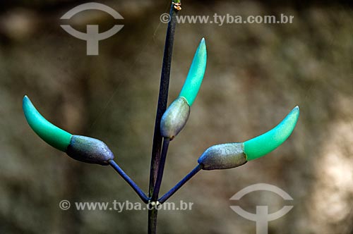  Detalhe de trepadeira Jade (Strongylodon macrobotrys)  - Niterói - Rio de Janeiro (RJ) - Brasil