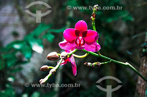  Detalhe de orquídea  - Niterói - Rio de Janeiro (RJ) - Brasil