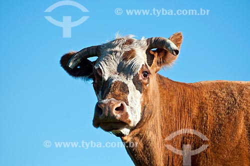  Detalhe de gado no pasto de fazenda na zona rural da cidade de São Francisco de Paula  - São Francisco de Paula - Rio Grande do Sul (RS) - Brasil