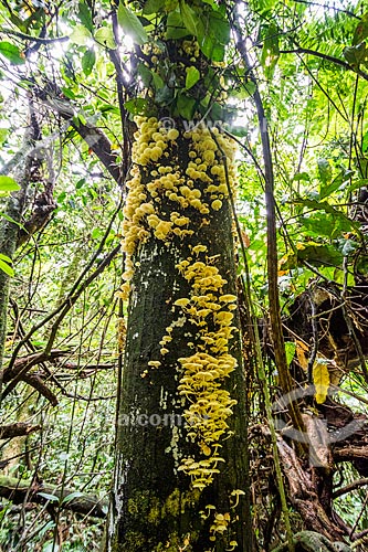  Cogumelo amarelo em tronco de árvore na Parque Nacional da Serra dos Órgãos  - Guapimirim - Rio de Janeiro (RJ) - Brasil