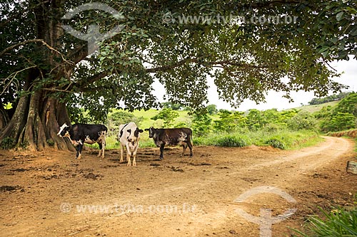 Gado leiteiro às margens de estrada de terra na zona rural da cidade de Guarani  - Guarani - Minas Gerais (MG) - Brasil