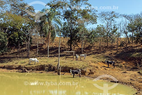  Gado leiteiro às margens de rio na zona rural da cidade de Guarani  - Guarani - Minas Gerais (MG) - Brasil