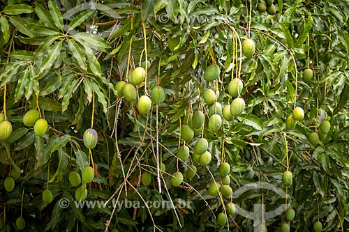  Mangas ainda não madura na mangueira (Mangifera indica L)  - Guarani - Minas Gerais (MG) - Brasil