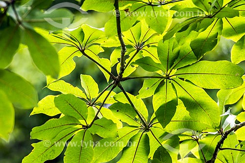  Detalhe de folhas de paineira (Ceiba speciosa) na Área de Proteção Ambiental da Serrinha do Alambari  - Resende - Rio de Janeiro (RJ) - Brasil