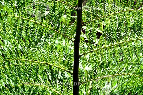  Detalhe de folhas de samambaiaçu (Dicksonia selowiana)  - Campos do Jordão - São Paulo (SP) - Brasil