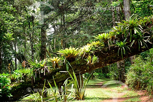  Bromélias em tronco de árvore em parque na cidade de Campos do Jordão  - Campos do Jordão - São Paulo (SP) - Brasil