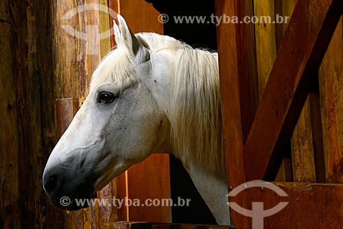  Estábulo com cavalos em fazenda no Vale do Paraíba  - Campos do Jordão - São Paulo (SP) - Brasil