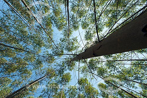  Vista de baixo de plantação de eucalipto  - Guararema - São Paulo (SP) - Brasil